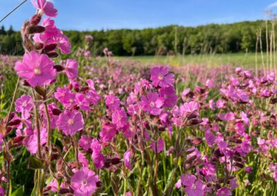 Feldwiesenblumen, pink, Sommer, Sonnenschein, Wanderung im Grünen