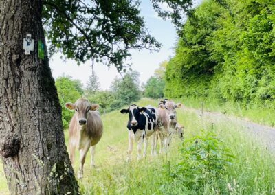 Kühe schauen interessiert, Wanderung im Grünen, Essingen