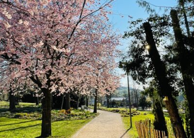Schlosspark in Essingen, Kirschblüte am Abend, Spaziergang im Grünen