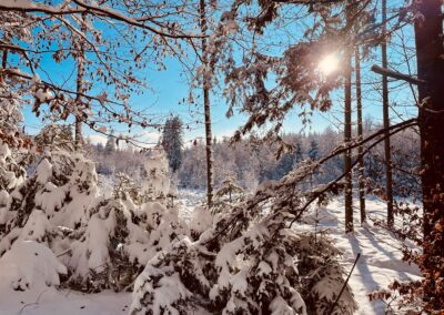 Schnee, Winterwonderland, Winterlandschaft, Wald mit Schnee bedeckt